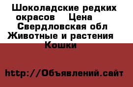 Шоколадские редких окрасов  › Цена ­ 1 - Свердловская обл. Животные и растения » Кошки   
